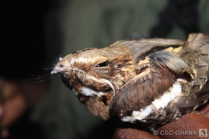 NightJar