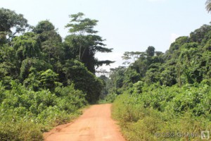 Road to Conservation, inside the Boi-Tano Forest Reserve, Ghana