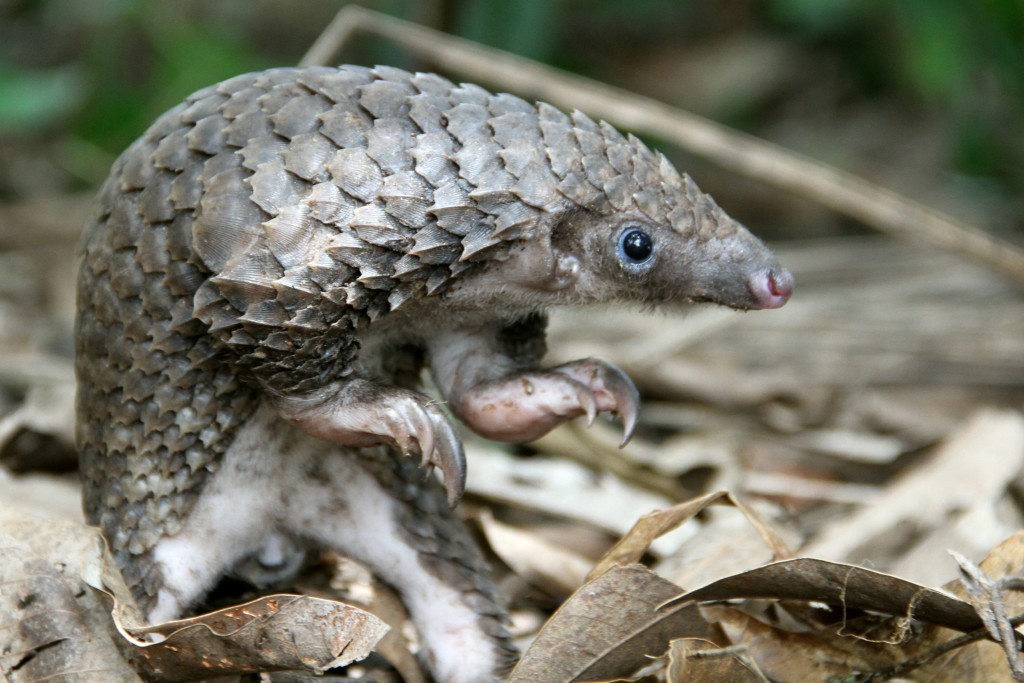 White-bellied (African Tree) Pangolin
