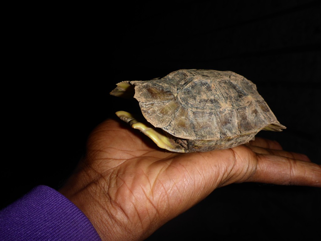 Juvenile Home's hinge-back Tortoise