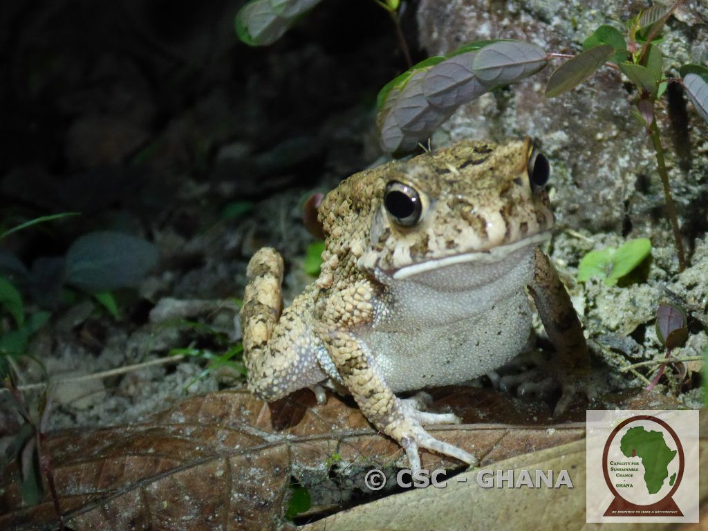 A very cute toad encountered. He gave a very cool pose for the camera.
