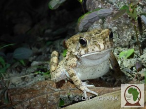 A very cute toad encountered. He gave a very cool pose for the camera.