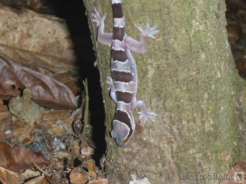 A shy Lizard hangs on to a cocoa tree